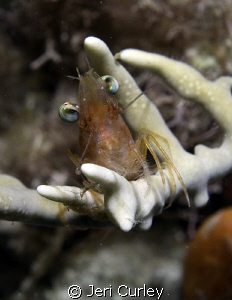 Shrimp on coral.  Taken with an Olympus Evolt e-300 and I... by Jeri Curley 